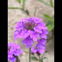 Verbena Venosa (fam verbenacees) (2)